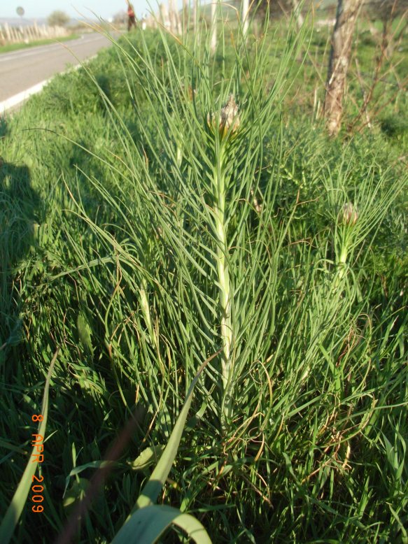 Gargano:  Asphodeline lutea